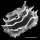image of Megalastrum aripense