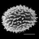 image of Megalastrum hirsutosetosum