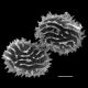 image of Megalastrum fibrillosum