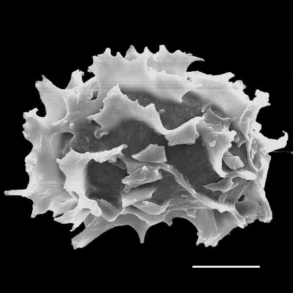 Dryopteridaceae Megalastrum angustum