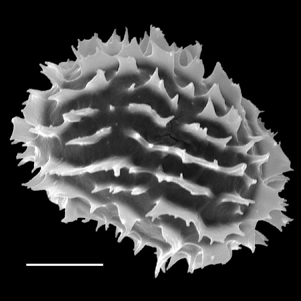 Dryopteridaceae Megalastrum molle