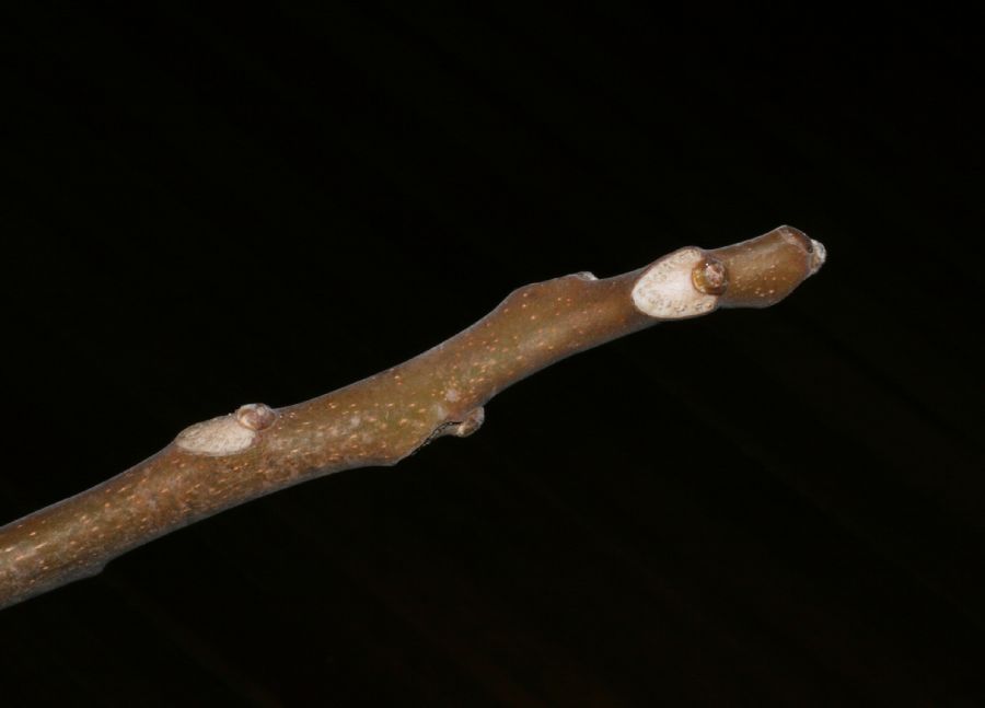 Simaroubaceae Ailanthus altissima