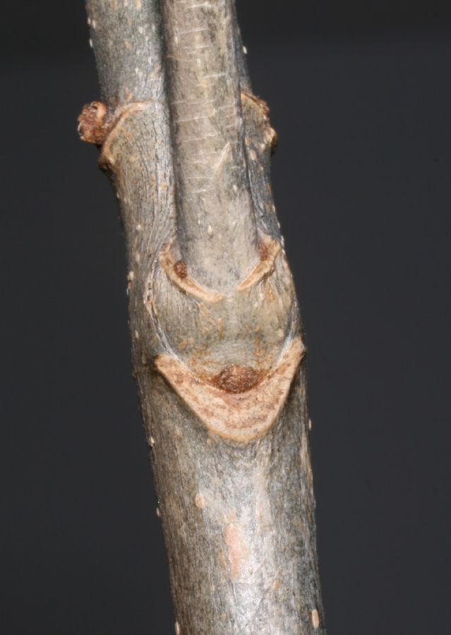 Oleaceae Fraxinus americana