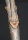 image of Fraxinus americana