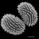 image of Megalastrum galeottii
