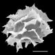 image of Megalastrum rhachisquamatum