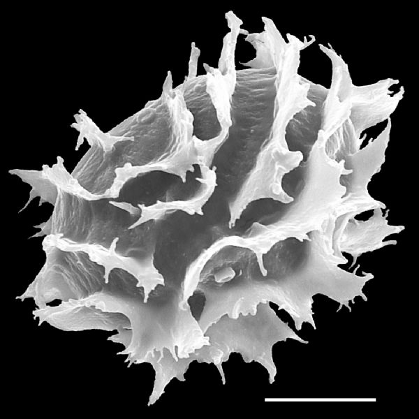 Dryopteridaceae Megalastrum rhachisquamatum