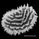 image of Megalastrum subincisum
