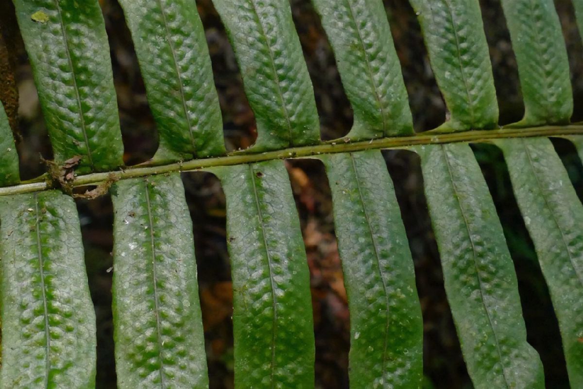 Polypodiaceae Serpocaulon maritimum