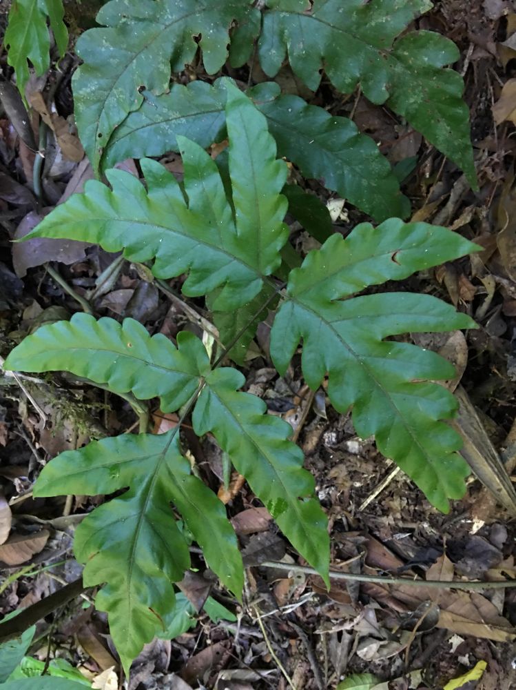 Tectariaceae Tectaria incisa
