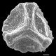 image of Lygodium volubile