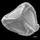 image of Lygodium volubile