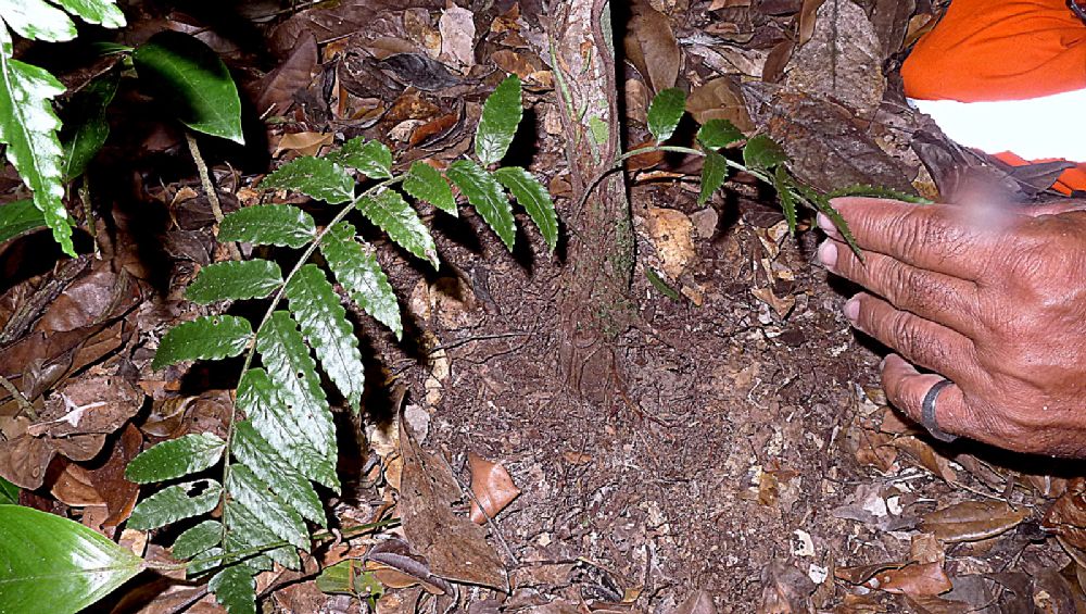 Dryopteridaceae Mickelia scandens