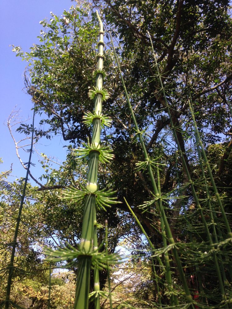 Equisetaceae Equisetum giganteum
