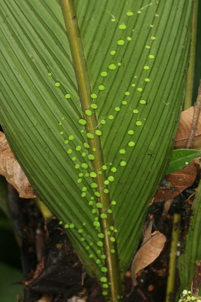 Piperaceae Peperomia emarginata