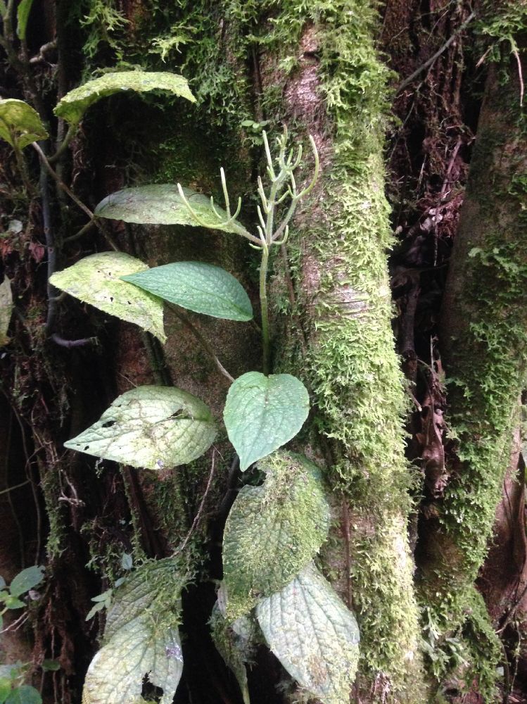 Piperaceae Peperomia guapilesana