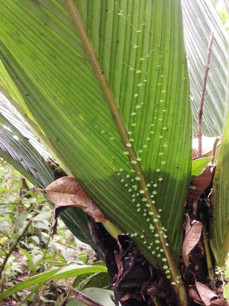 Piperaceae Peperomia emarginata