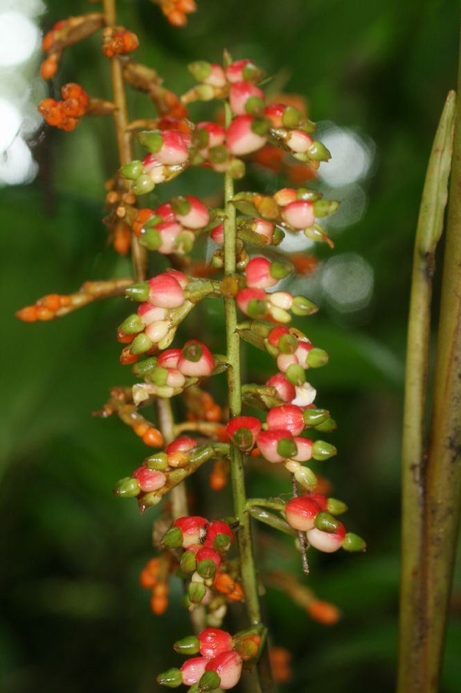 Zingiberaceae Renealmia concinna