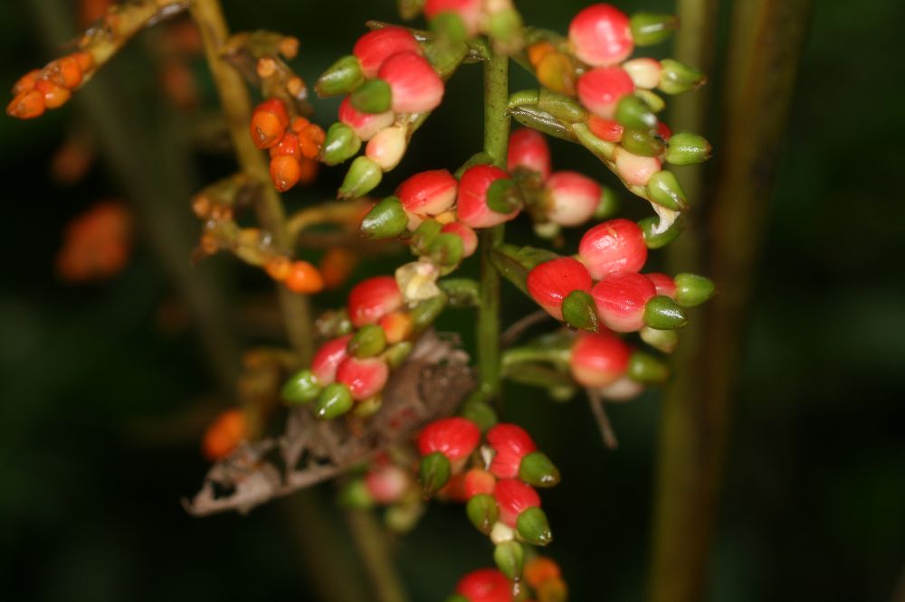 Zingiberaceae Renealmia concinna