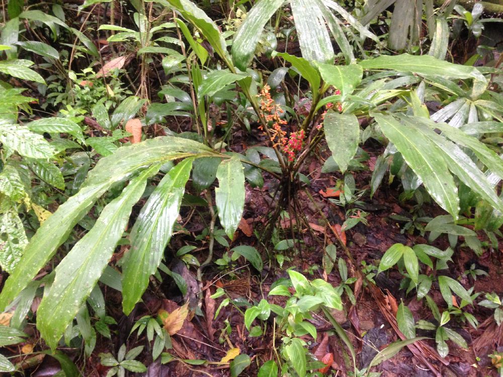 Zingiberaceae Renealmia concinna