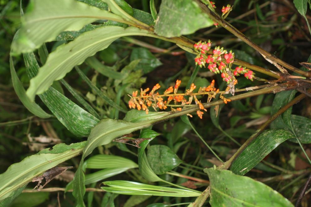 Zingiberaceae Renealmia concinna