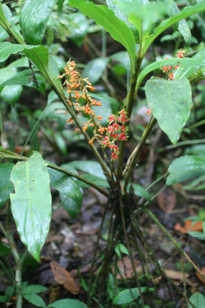 Zingiberaceae Renealmia concinna