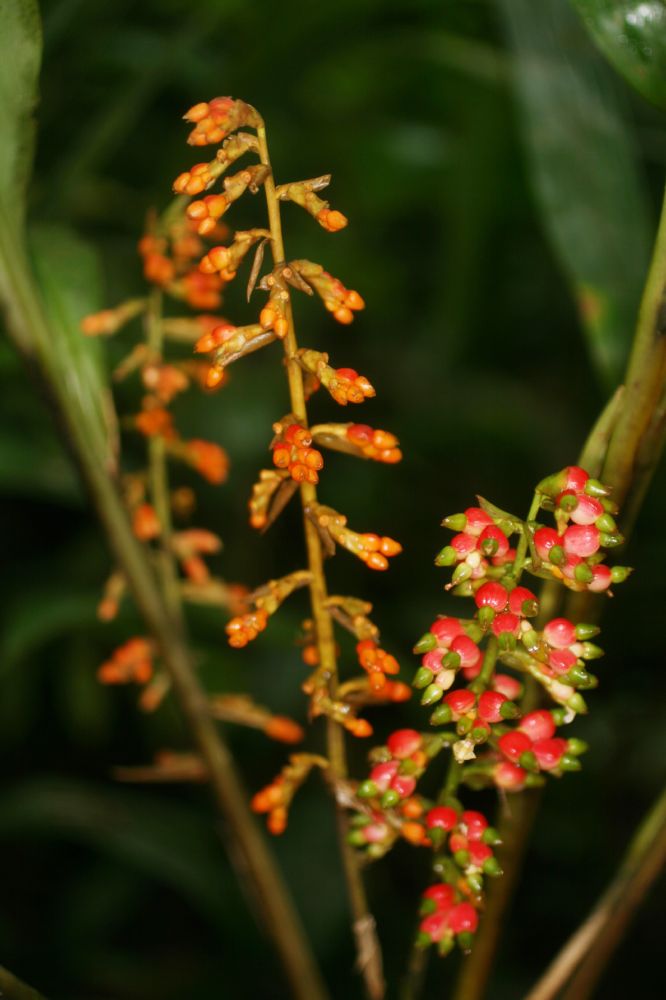 Zingiberaceae Renealmia concinna