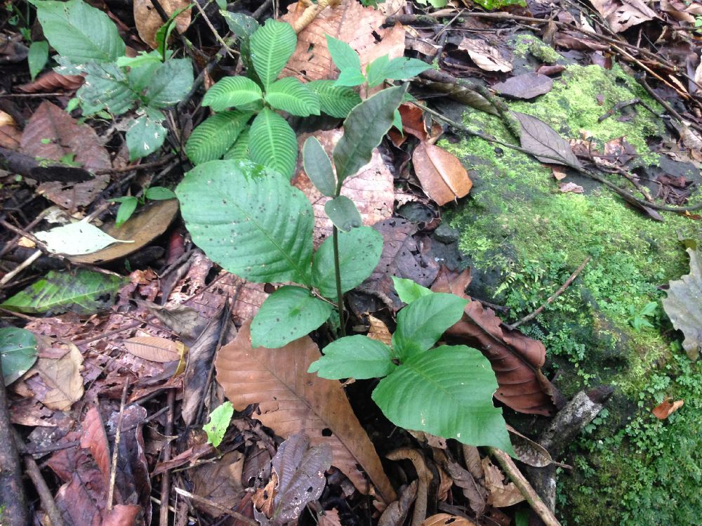 Dryopteridaceae Mickelia oligarchica