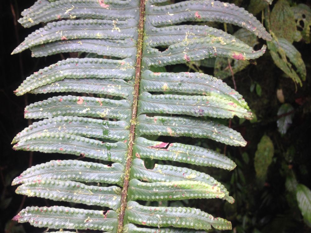 Nephrolepidaceae Nephrolepis rivularis