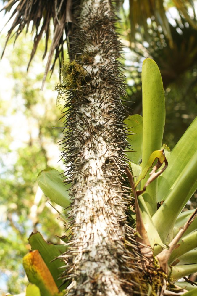 Arecaceae Cryosophila guagara