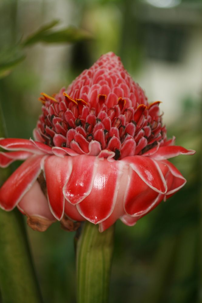 Zingiberaceae Etlingera elatior