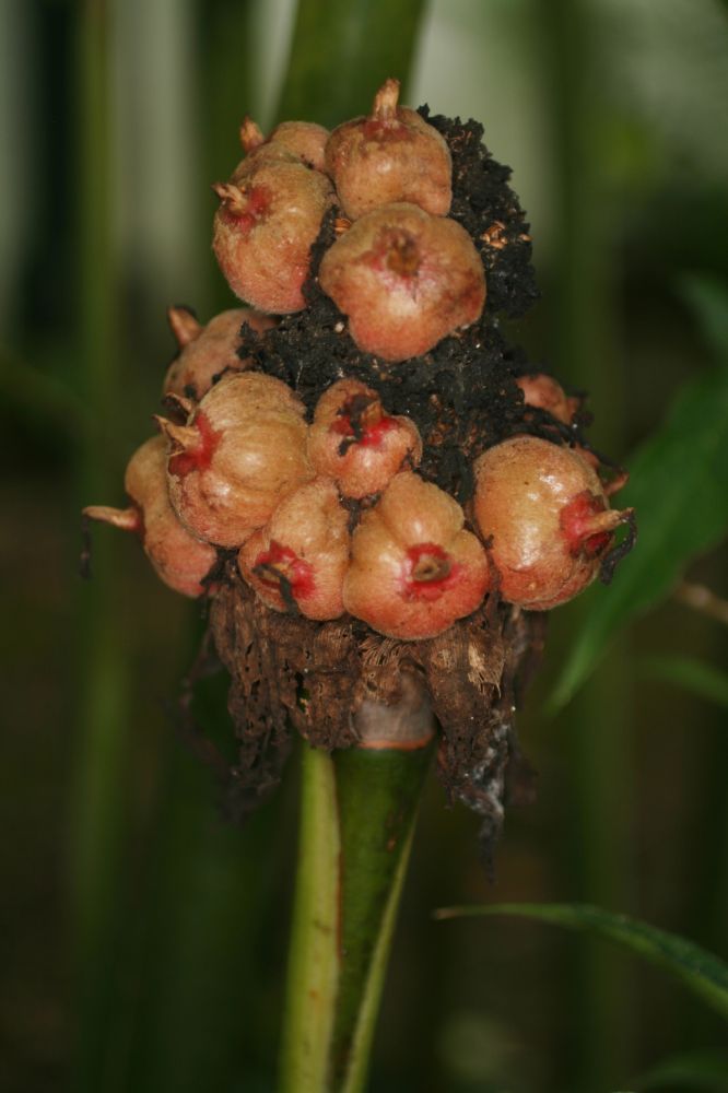 Zingiberaceae Etlingera elatior