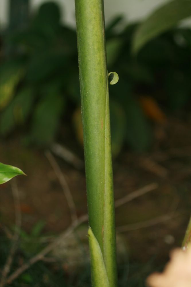 Zingiberaceae Etlingera elatior