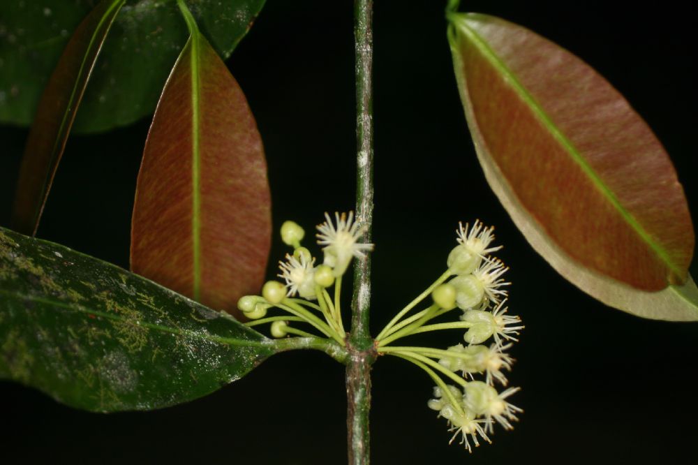 Clusiaceae Garcinia intermedia