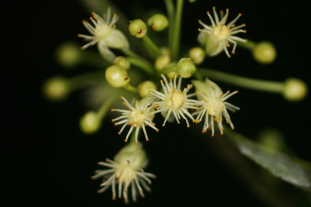 Clusiaceae Garcinia intermedia