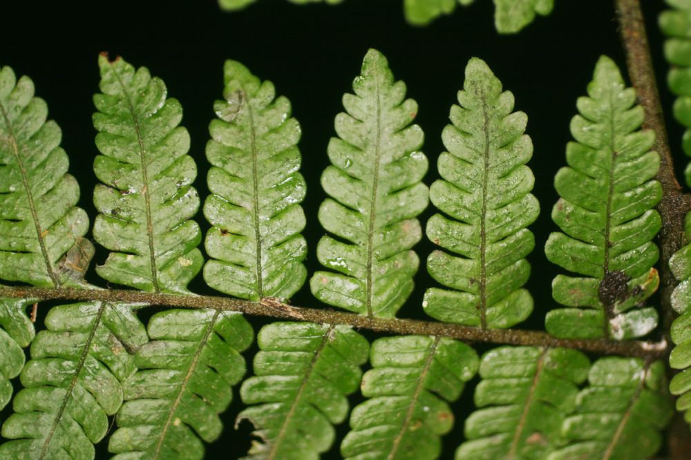 Dryopteridaceae Megalastrum galeottii