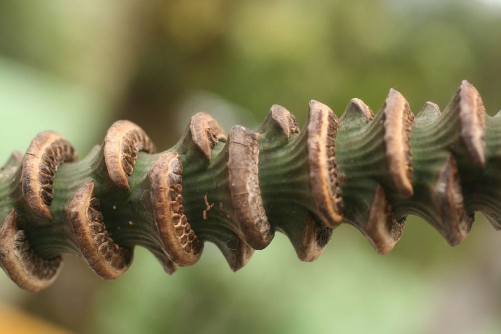 Musaceae Musa acuminata