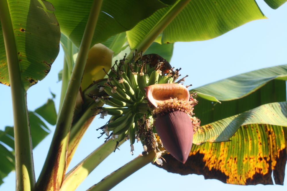 Musaceae Musa acuminata