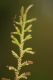 image of Selaginella porphyrospora
