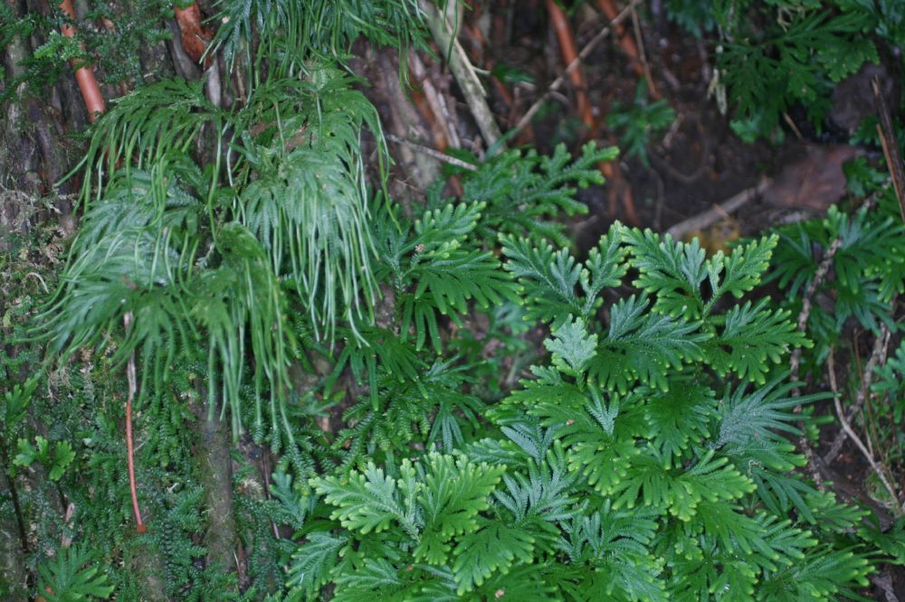 Selaginellaceae Selaginella plana