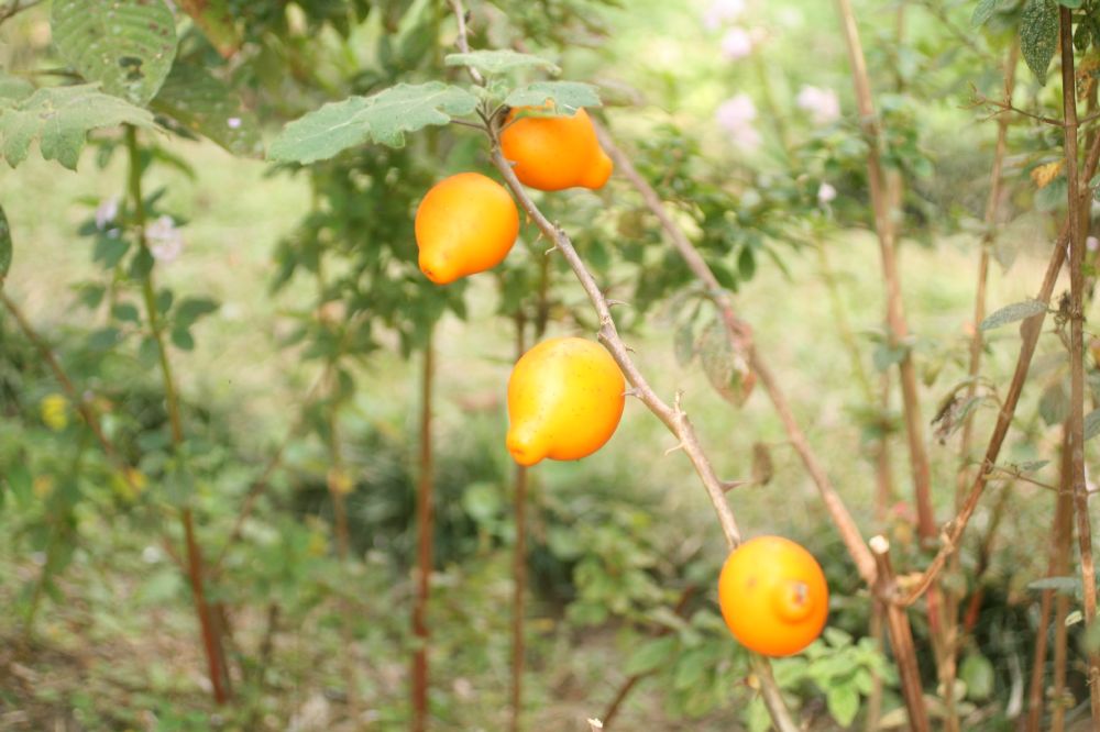 Solanaceae Solanum mamosum
