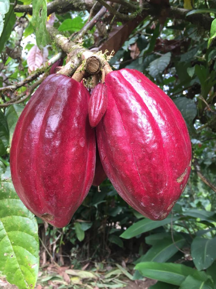 Byttneriaceae Theobroma cacao