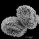image of Megalastrum sparsipilosum
