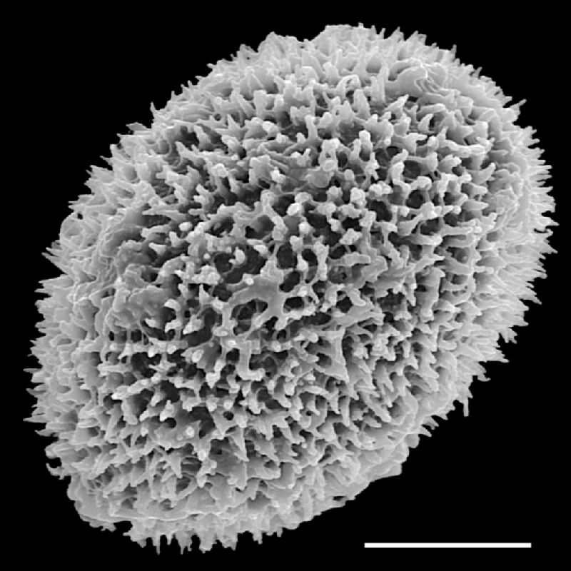Dryopteridaceae Megalastrum sparsipilosum