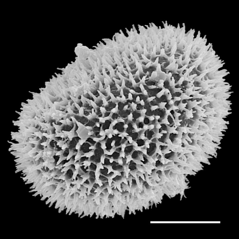 Dryopteridaceae Megalastrum sparsipilosum