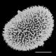 image of Megalastrum sparsipilosum