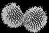 image of Megalastrum lunense