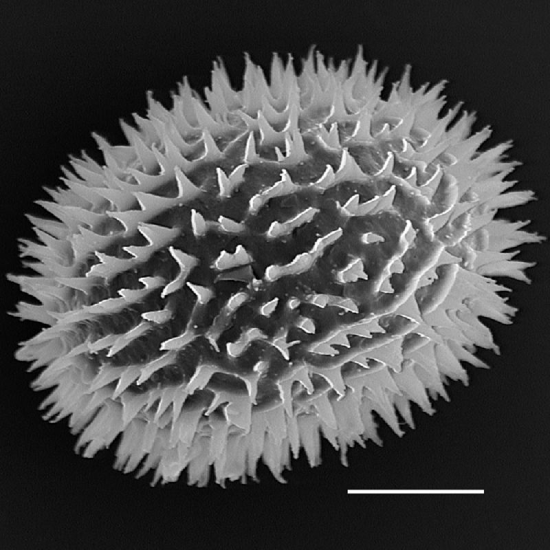 Dryopteridaceae Megalastrum lunense