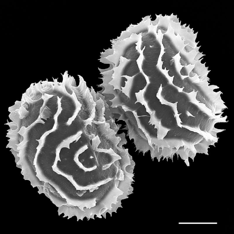 Dryopteridaceae Megalastrum caribaeum