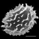image of Megalastrum caribaeum